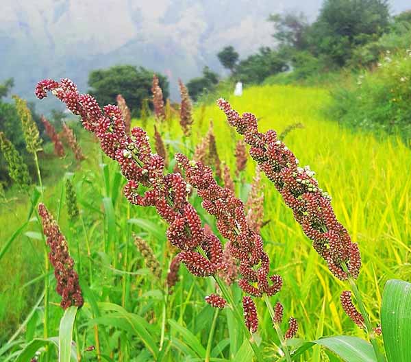 Jhangora