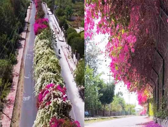 Phool Wali Gali Dehradun